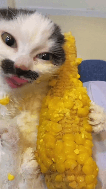 にゃーんちゃん