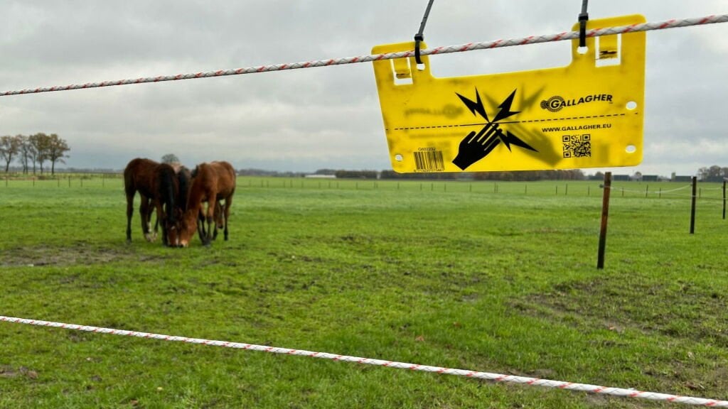 フランダースでオオカミの犠牲者が減少:「オオカミフェンシングチーム」から何を学べるか?