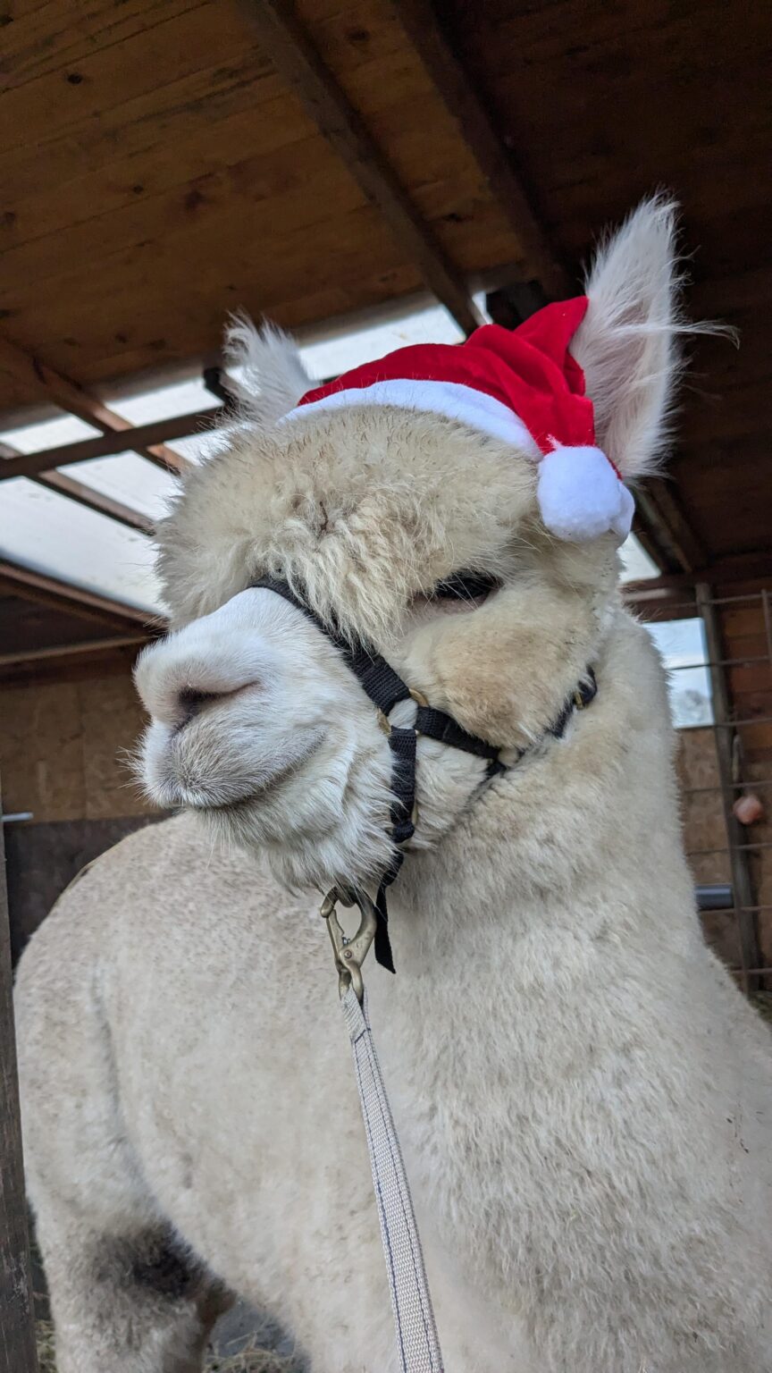 ハッピーフライデー！週末に行くアルパカのアンディの写真です🎄🦙