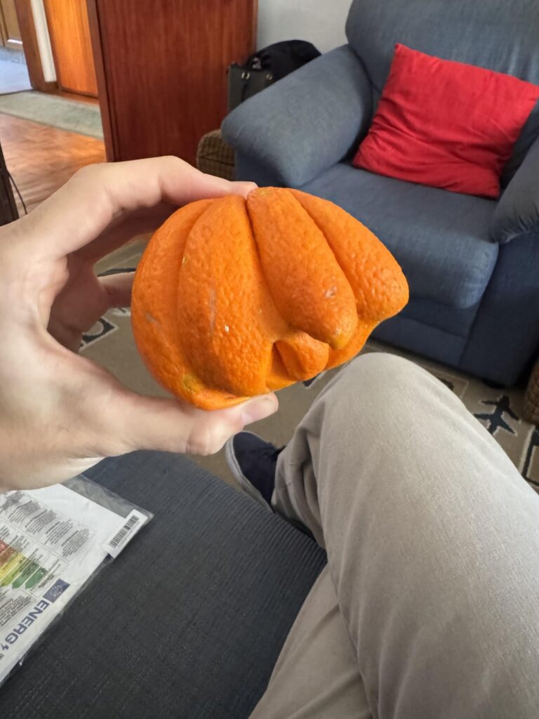 祖父母の小さな裏庭で採れたオレンジ