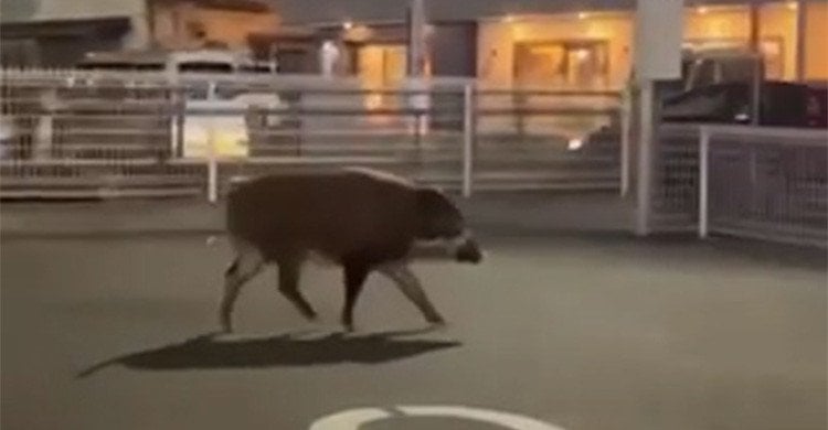 「すごく・・・大きいです・・・」　川崎市北部でイノシシの目撃情報が相次ぐ