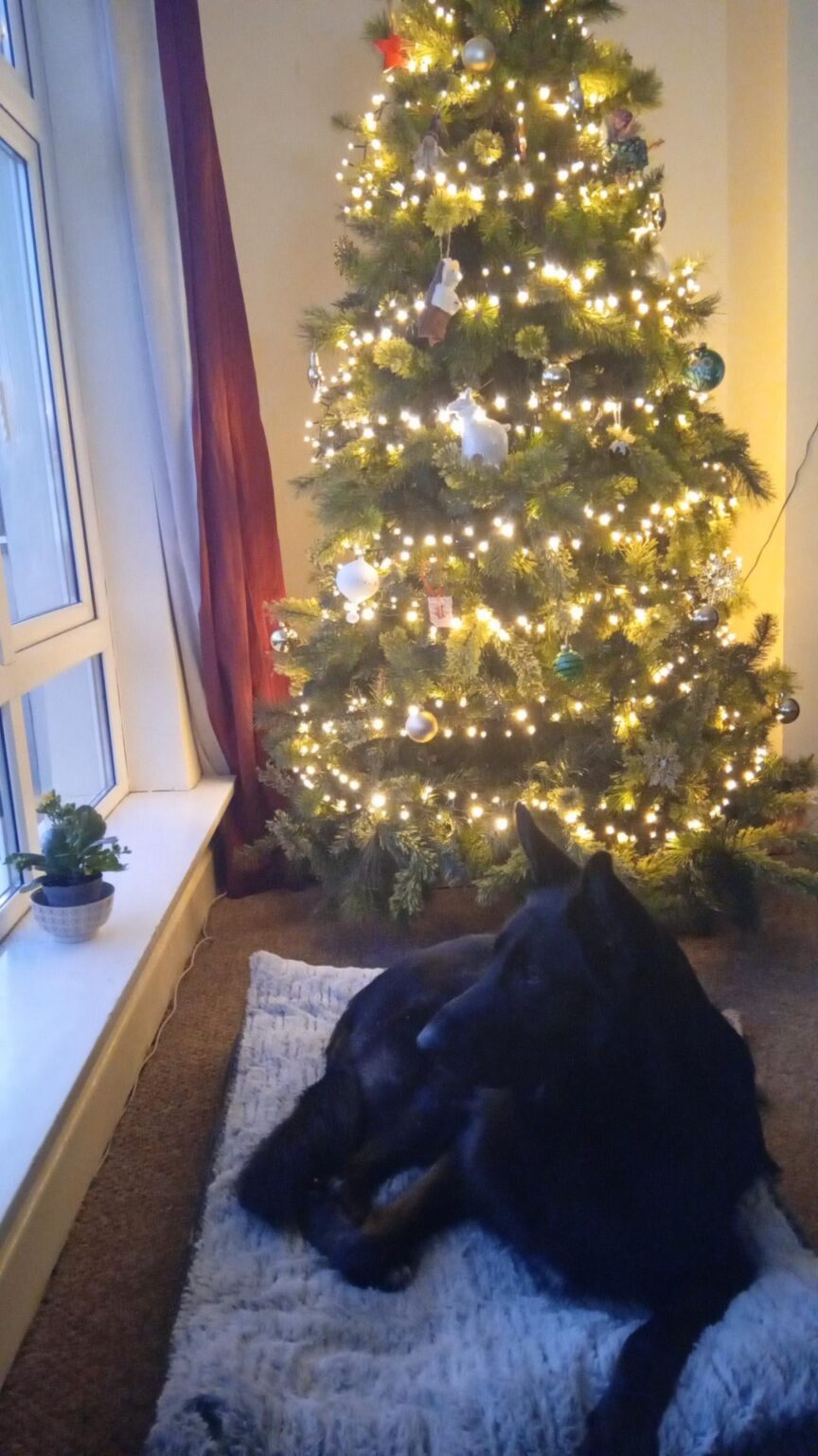 みなさん、ハッピークリスマス🌲🌲🐕
