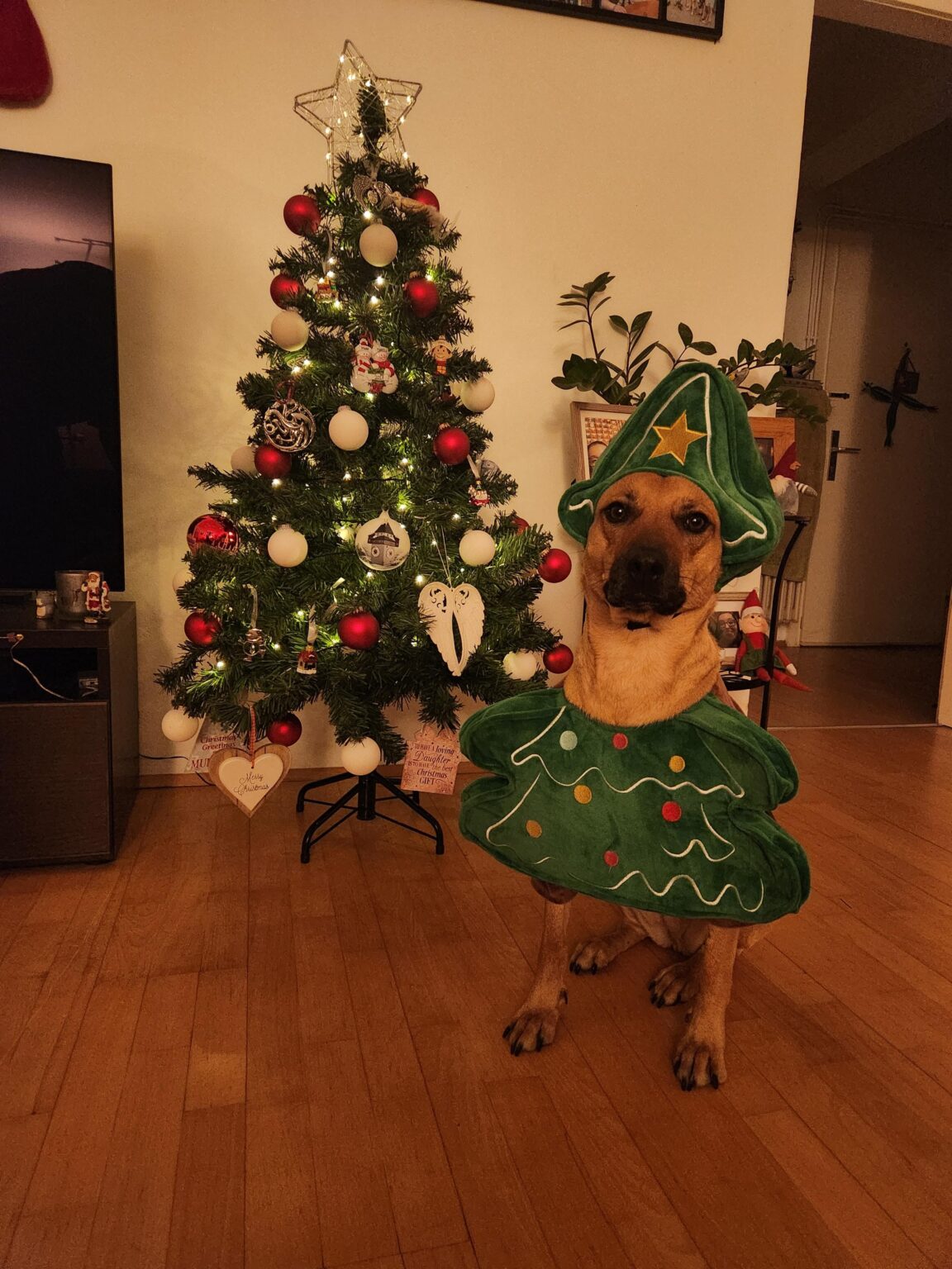私たちの最高の女の子はクリスマスの精神を持っています