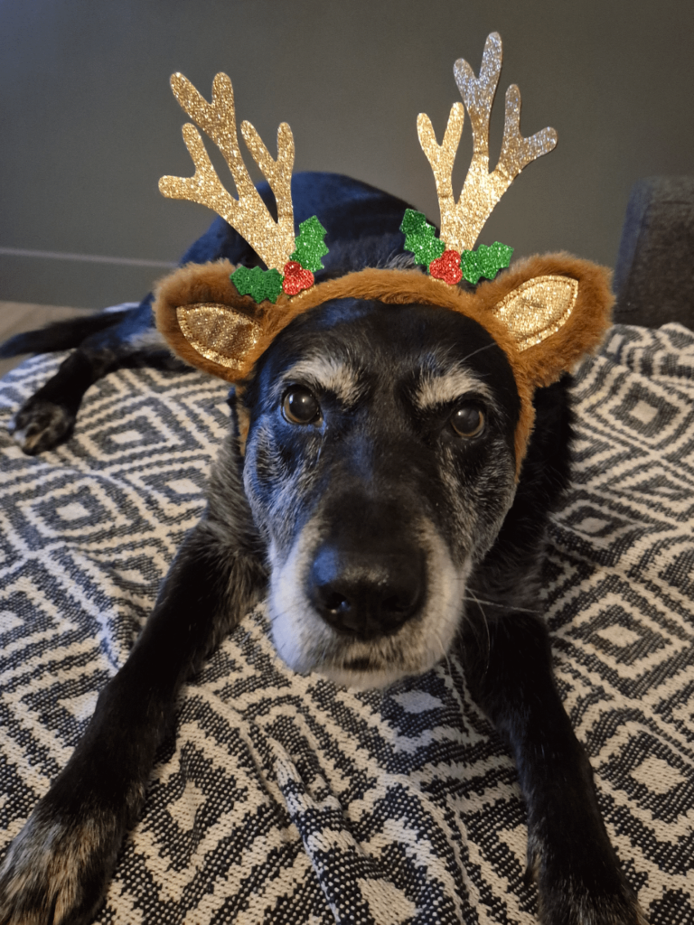 私たちは今、犬をやっていますか？これが私のものよ、メリークリスマス、汚らわしい動物たちよ
