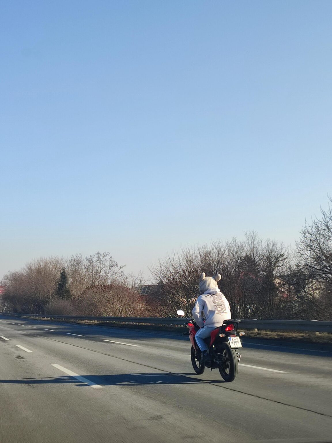 道路上のウサギ