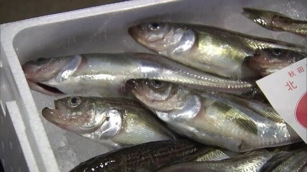 禁漁明け以降最も遅い季節ハタハタの初漁日に 最高値で取引 秋田・男鹿市