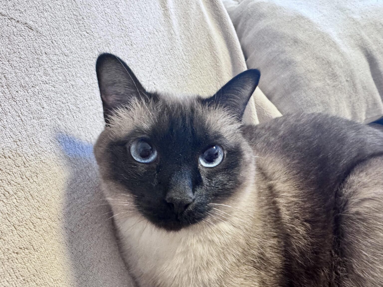 猫を見せてください