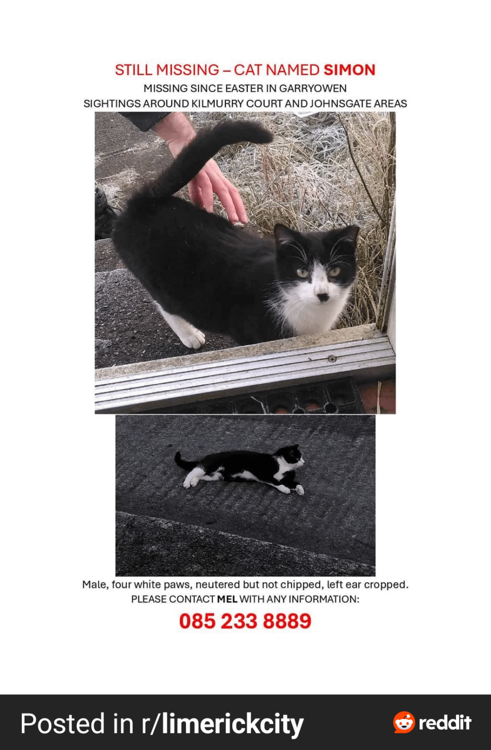 リムリック市で猫が行方不明