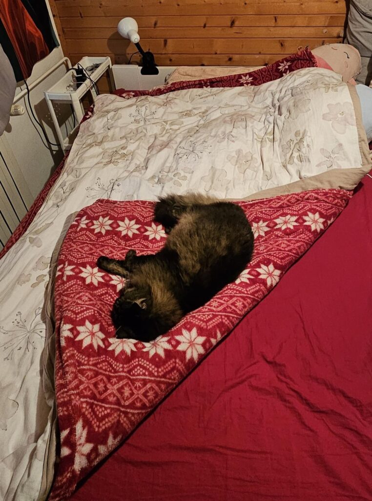 キャットボット