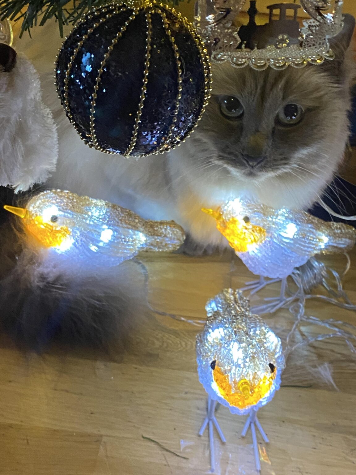 先月カナダから引っ越して以来、初めてのアイルランドのクリスマスであるクレオを加えなければなりませんでした💚