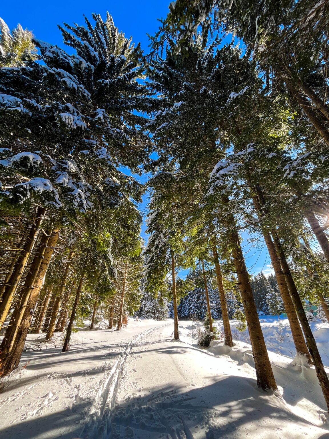 ムルコパリ、ゴルスキ・コタル 😀❄️🌲