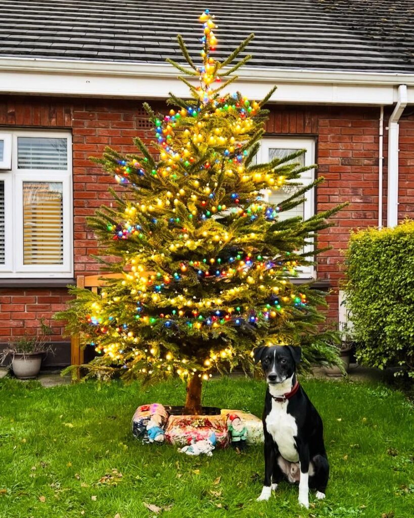 クーパーからメリークリスマス🐕‍🦺
