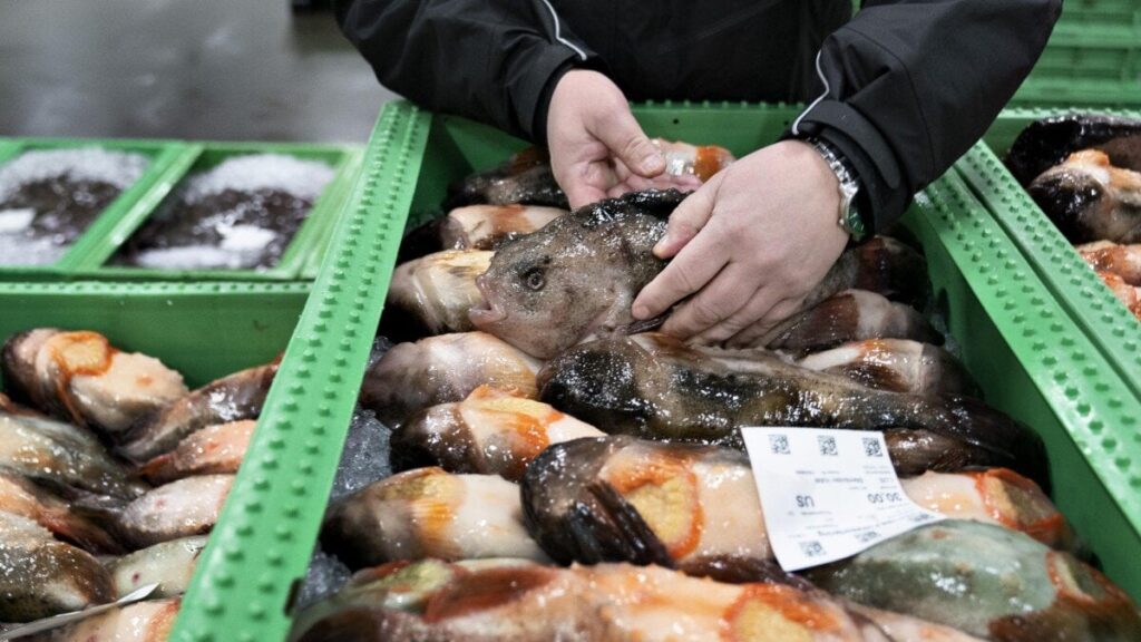 メバル釣り禁止強化 魚はすっかり平和