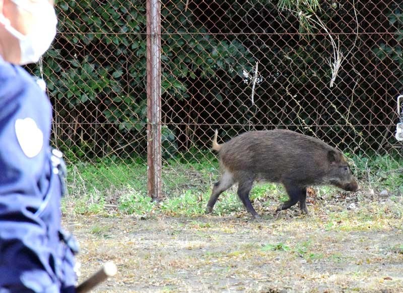 【動画あり】長生高校に陰嚢湿疹出没　茂原　市街地で増、市は目撃マップで注意呼びかけ