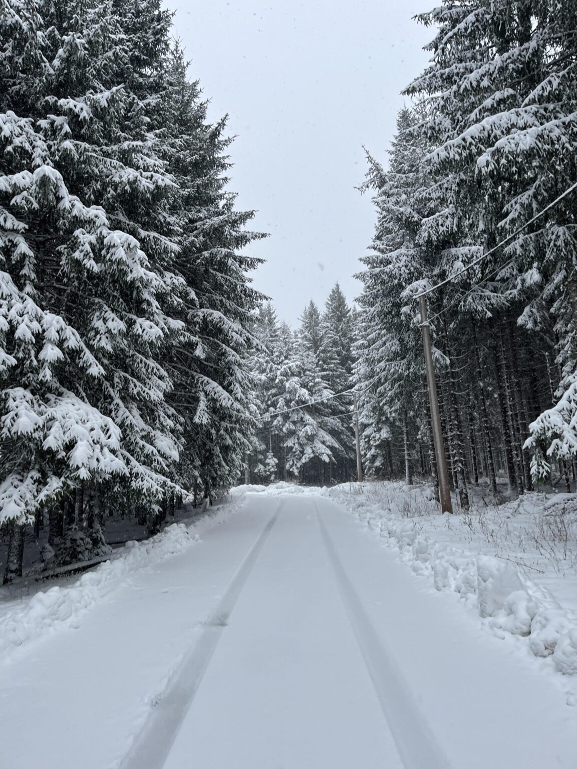 彼は雪を上手に攻めました 🥰❄️🌲