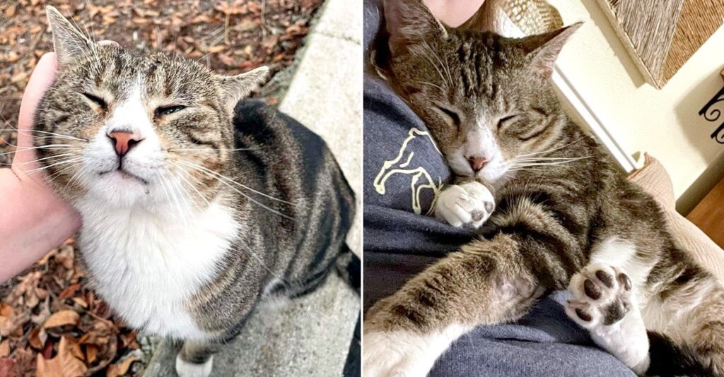 厳しい◯ン◯から守るため、猫を家に一晩泊めてあげることにした女性。でも予想外のことが起きて一生一緒に暮らすことに！