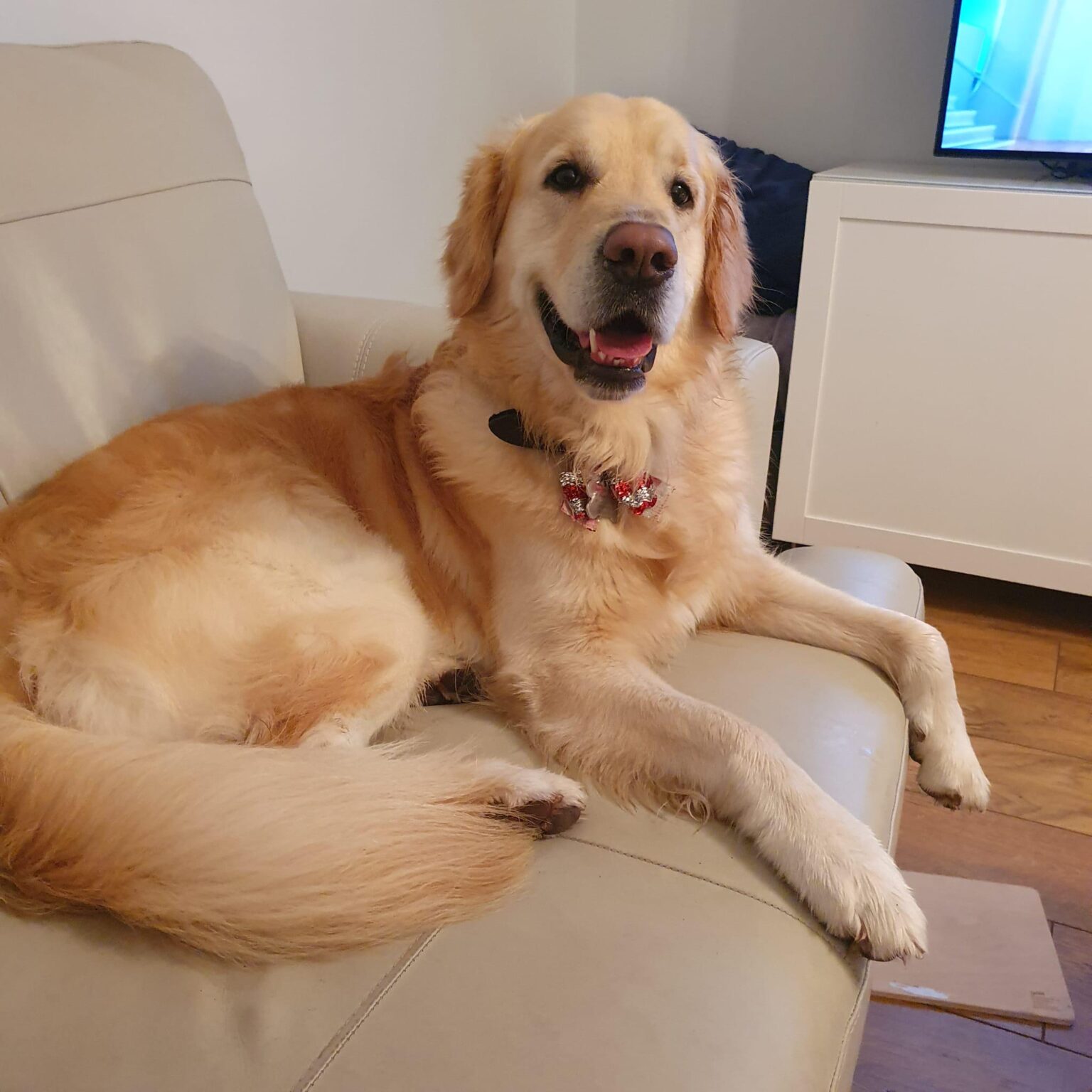 とても幸せなクリスマスの犬