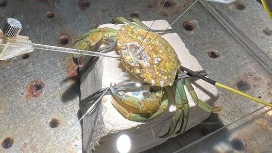 研究者「カニさん、今どんな気持ち？」お目々ゴシゴシ〜🦀「憎いし苦痛」