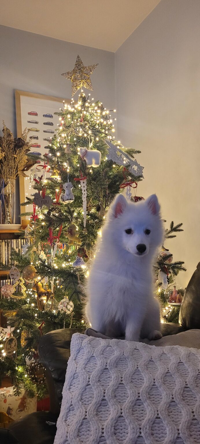 ゆきちゃんの初めてのクリスマス🐶🎄🎅