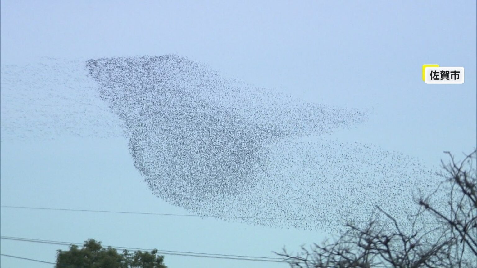 【独自】空を埋めつくす鳥の大群…数万羽が帯状に移動する様子も 渡り鳥の「トモエガモ」か 佐賀市