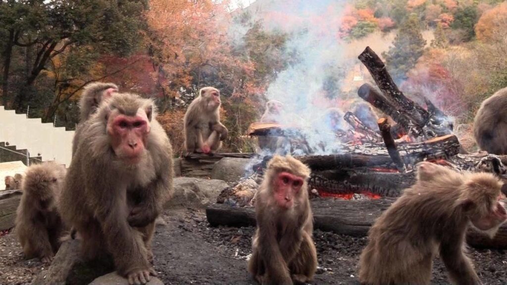 ノーモララーもたき火で暖を取る