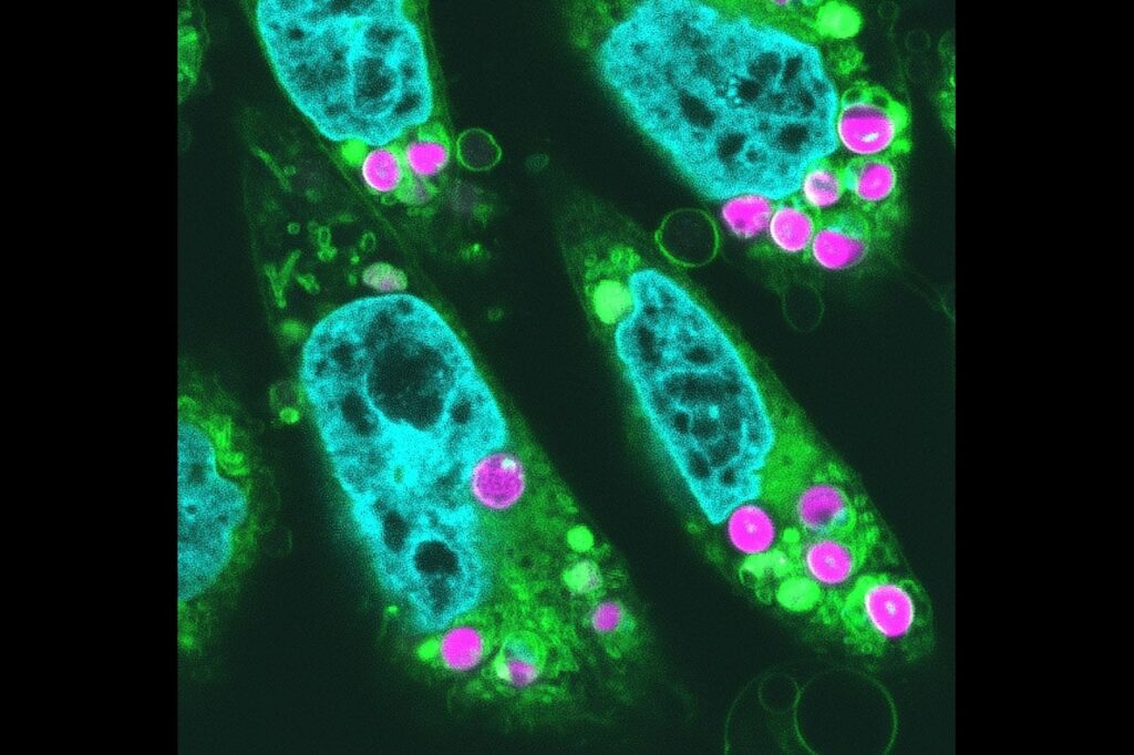 紅藻の葉緑体をハムスターの細胞に移植、光合成の初期反応を確認