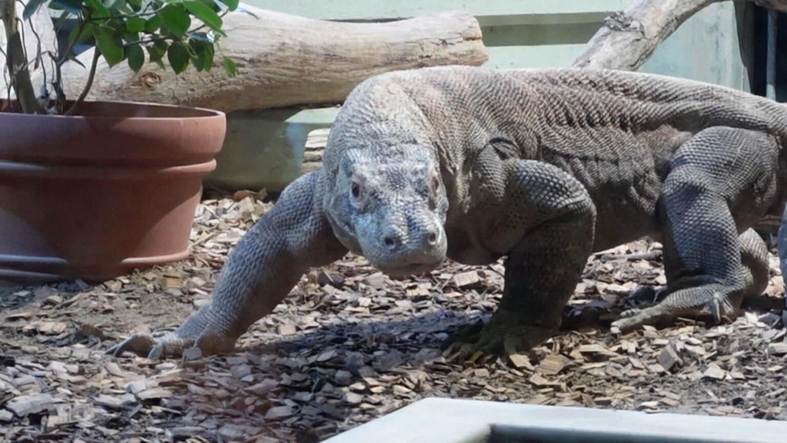 冬にしか見られない姿が盛りだくさん！東山動植物園の今見るべき動物を全部見せ！大人気のコモドオオトカゲは名前を呼ぶと寄ってくる！？