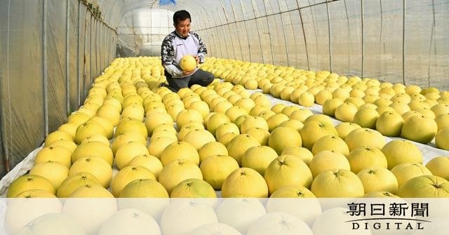 世界最大級のかんきつ類「晩白柚」 甘い香りを漂わせてずらり 熊本県八代市