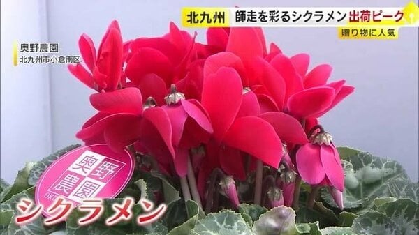赤・白・ピンク…師走を彩る「シクラメン」出荷ピーク 猛暑の影響で開花遅れるも品質は例年通り 北九州市