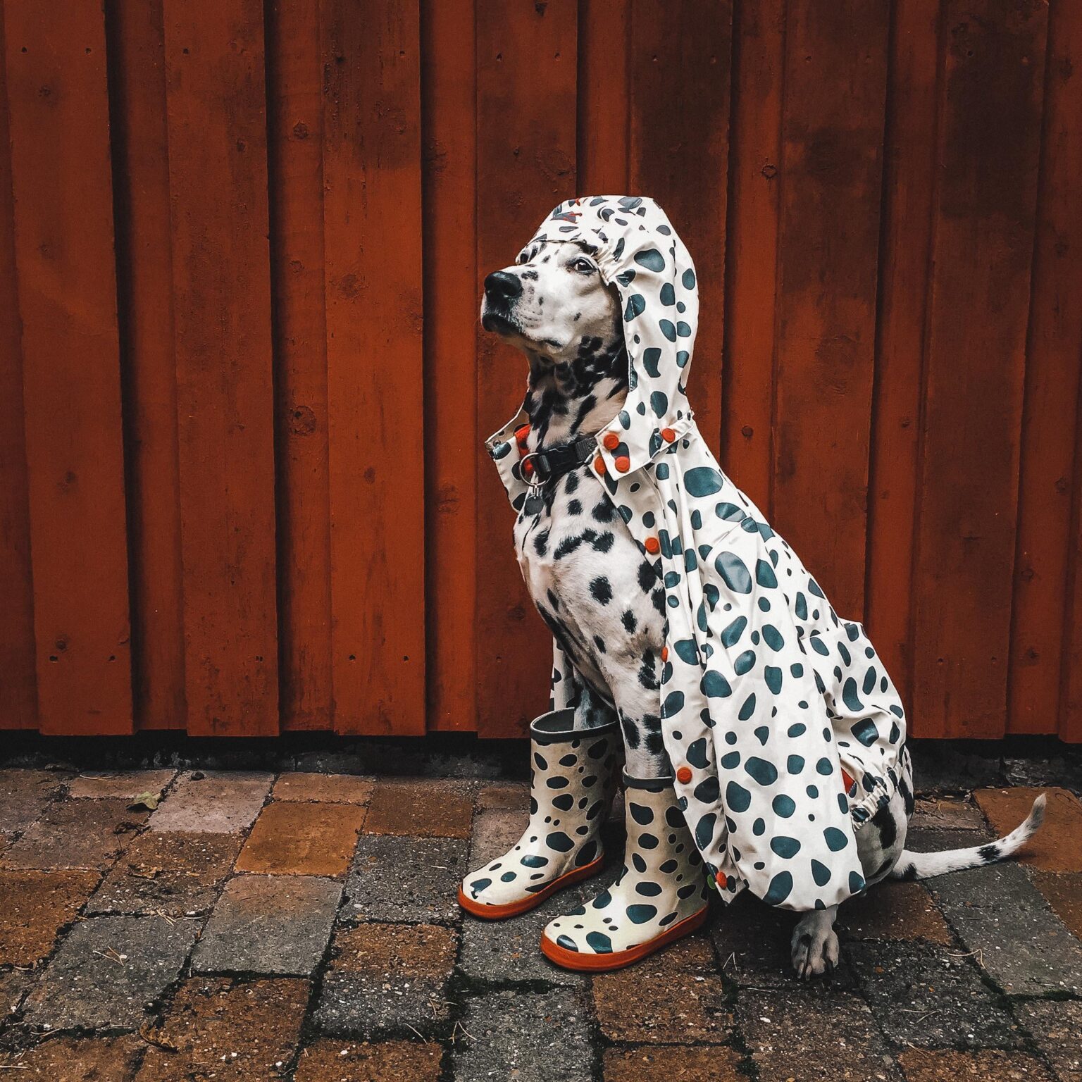 迷彩柄のジャケットを着たうちの犬。