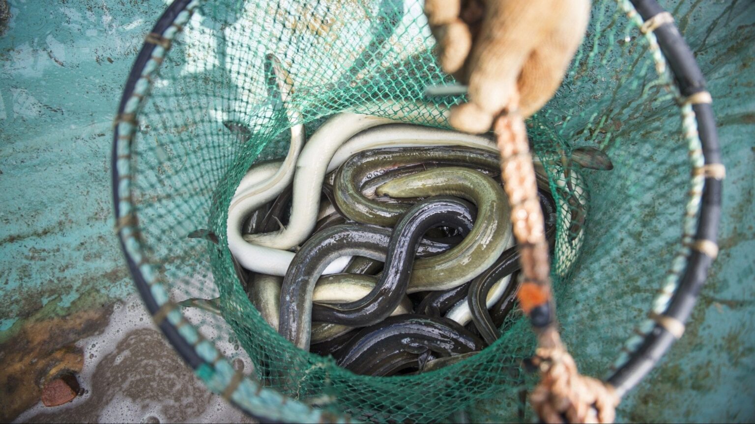 WWFの訴え：クリスマスの食卓にウナギは出さない - P4 Kristianstad