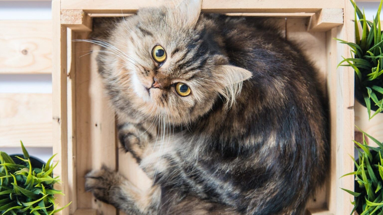 猫が人間についてくる理由を調査したら衝撃の事実が判明！（ねこぞー）