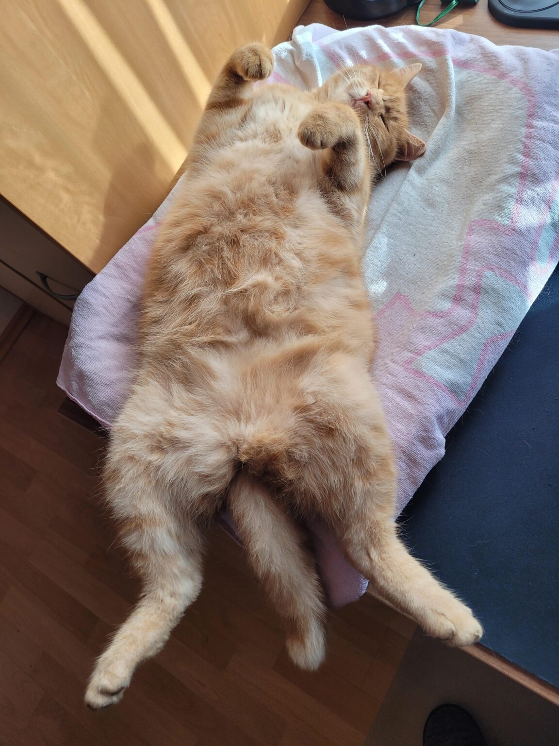 眠そうなキャットボット
