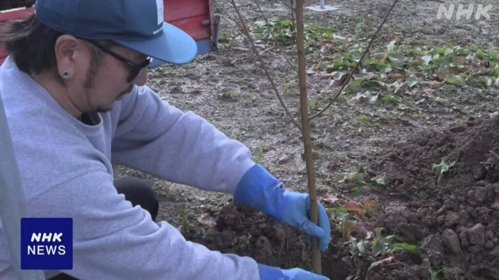 山形 上山 さくらんぼから桃やぶどうへの転換進む