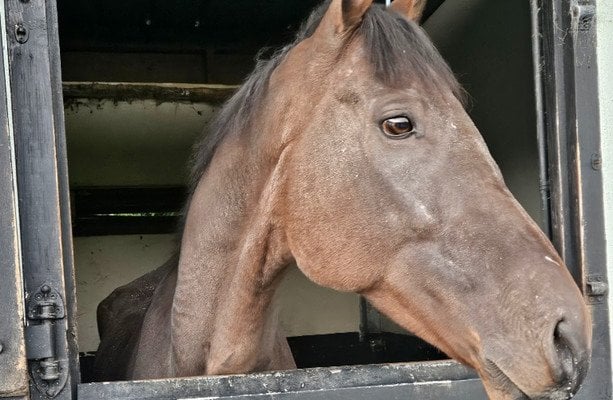 2万ユーロ以上の賞金を獲得した元競走馬、衰弱して柵に縛り付けられた状態で発見される