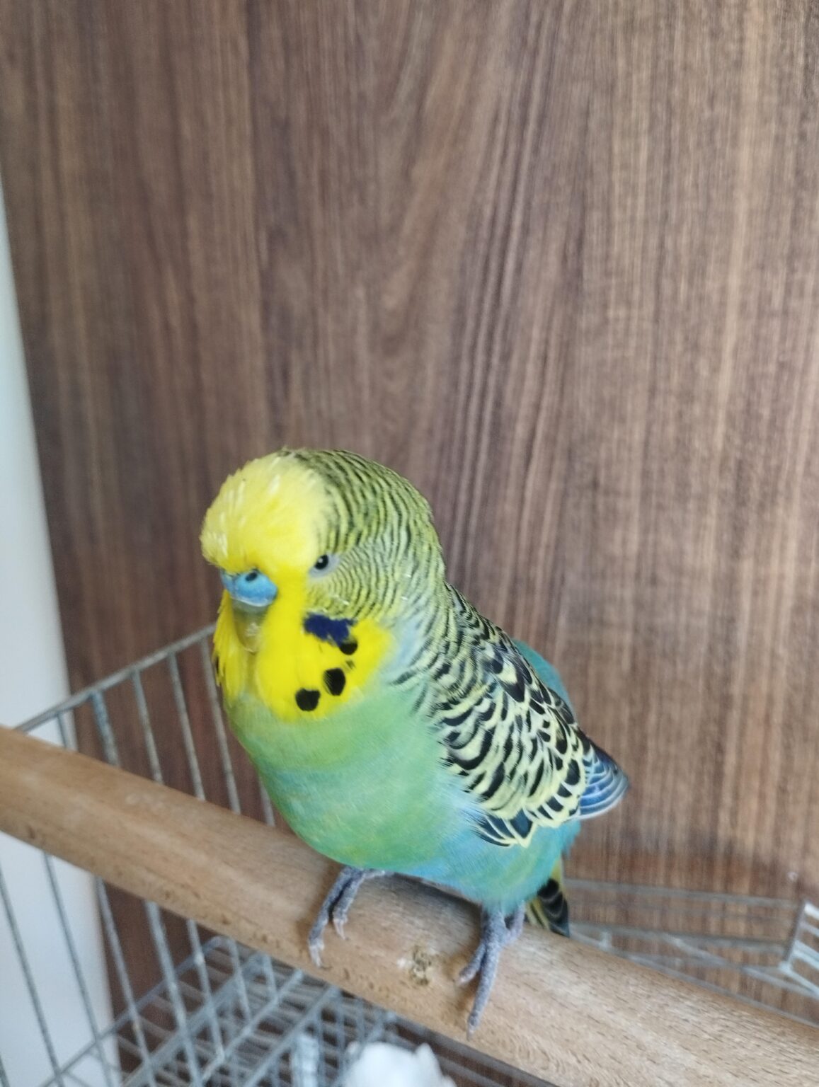 鳥を見せて