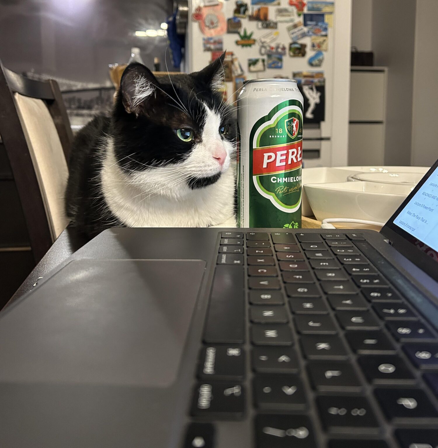 まさにポーランドの猫