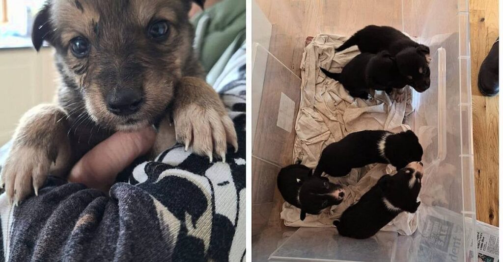 レンスター山で捨てられた子犬10匹発見