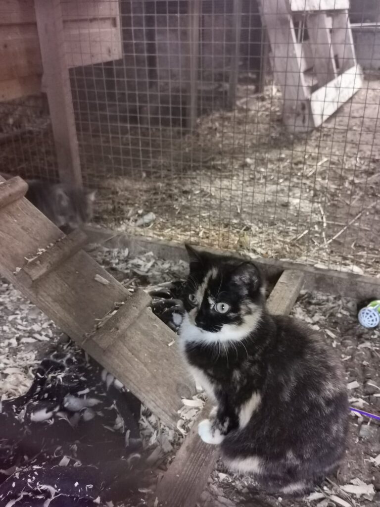 さらに猫が増えます。