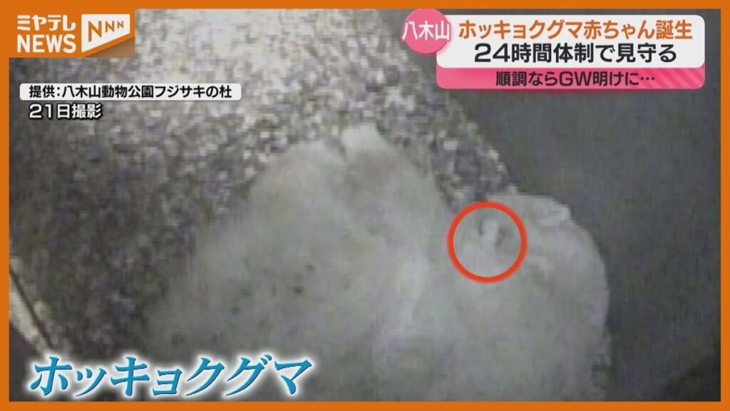 【八木山動物公園】ホッキョクグマ2頭誕生 24時間体制で見守り中 順調ならGW明けにお披露目へ〈仙台市〉