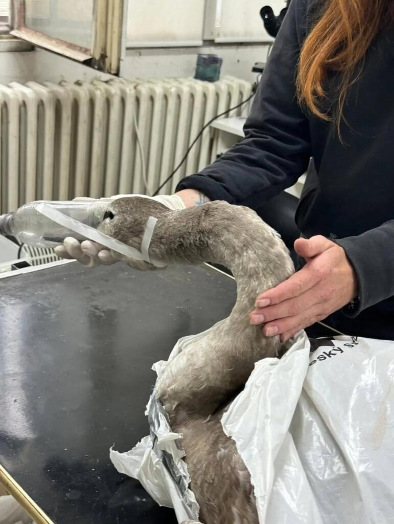 思いやりのある皆さんのおかげで、爆竹で人や動物を暴虐することなく、スカーフとカナッペを普通に楽しむことができます♥️