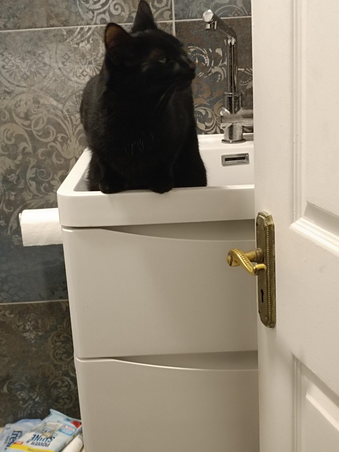 この猫が大好きです
