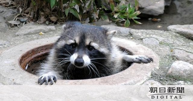 最期まで「きちょうめん」だった マンホール開け閉めするアライグマ「カール」死ぬ 15歳 長野市茶臼山動物園