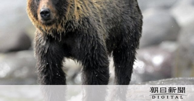 ヒグマ捕獲1804頭 前年度の2倍で過去最多 ドングリ不作影響か