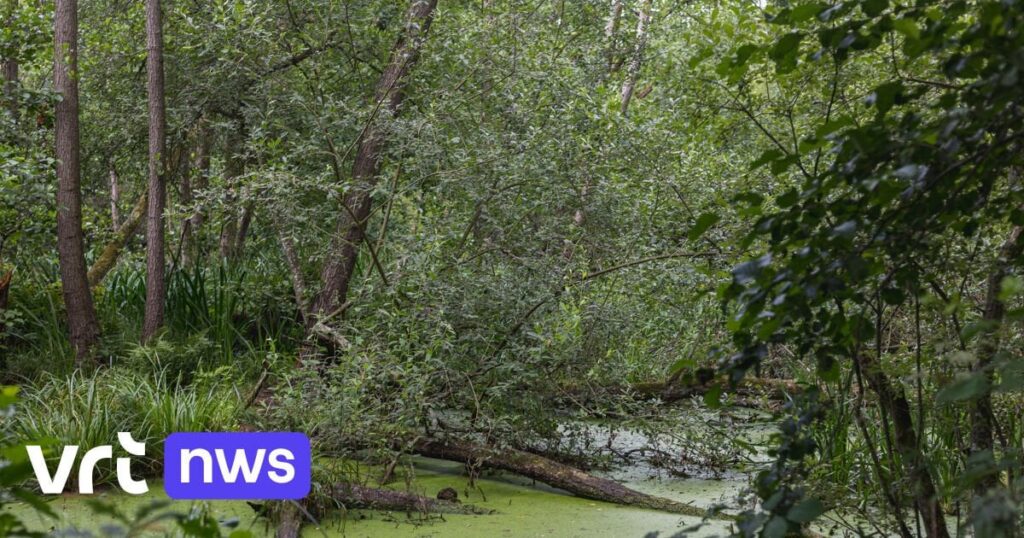 ルイスブルックの沼地で逃走強盗ら胸まで沈む：「反抗的に水から引き上げられた」
