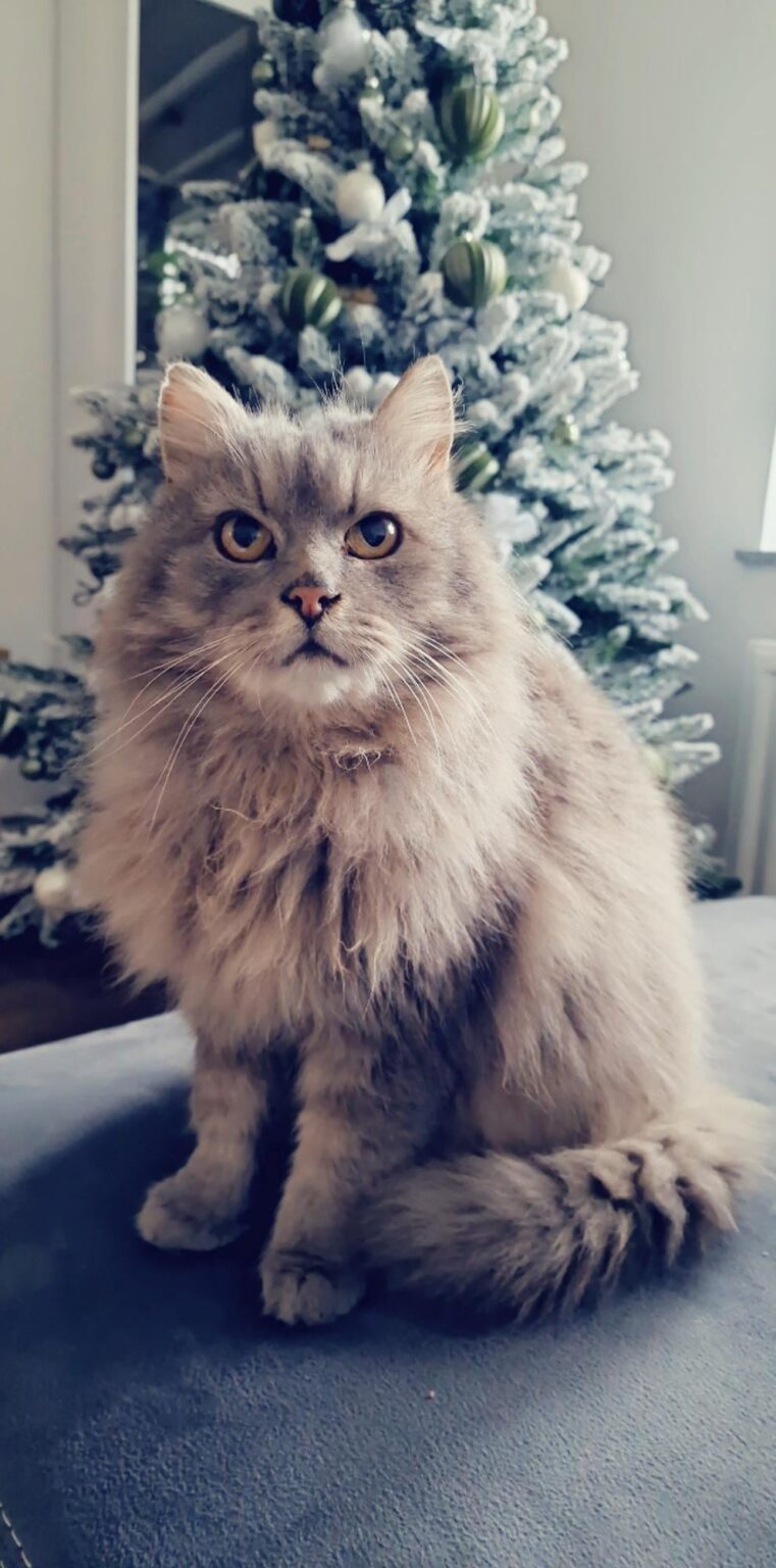 ミキさん、メリークリスマスをお祈りします！ 🎄