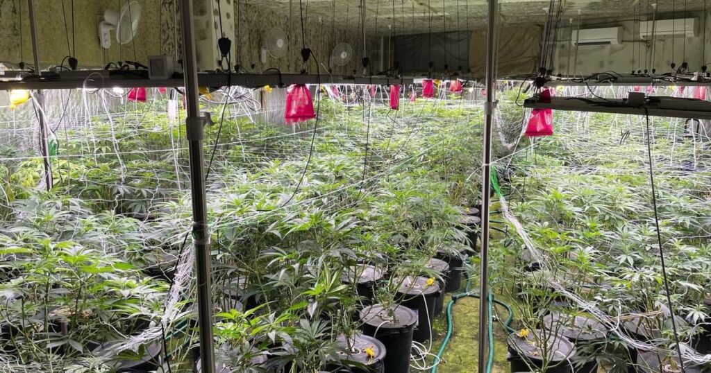 茨城で大麻草21キロ栽培疑い 福島県警、男2人逮捕