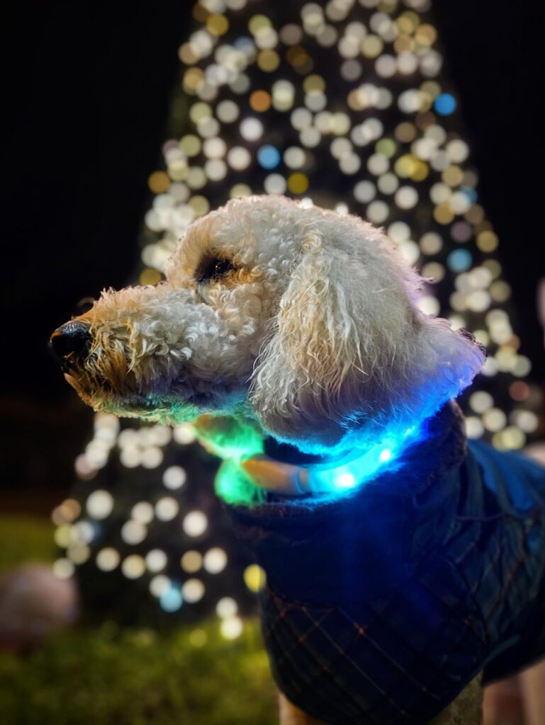 ついにチャックと地元のクリスマスツリーのショットを何枚か撮ることができました