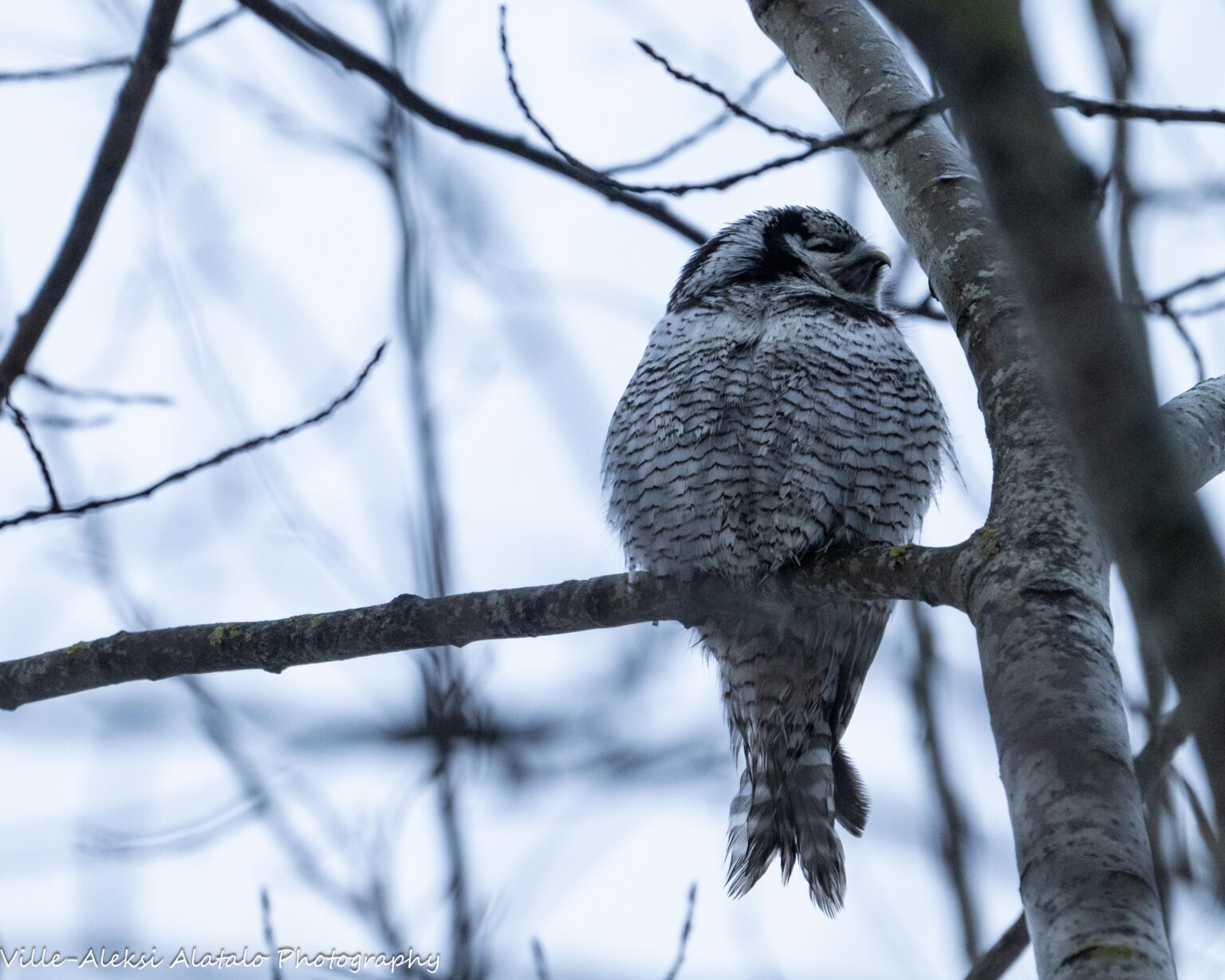 ピルカンマー地域であくびをするキタタカフクロウ