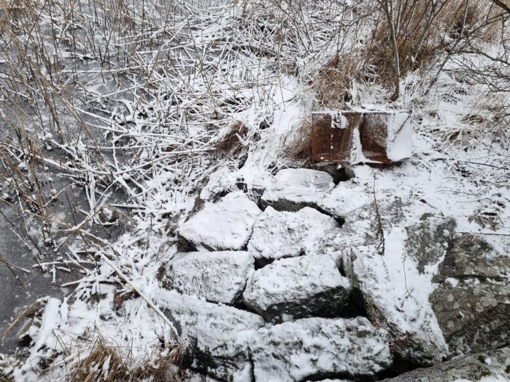 この動物は何ですか?